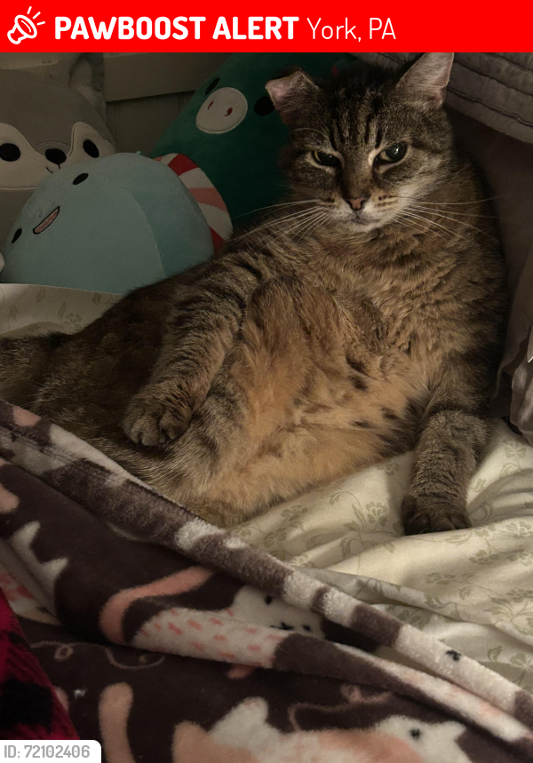 Lost Female Cat last seen Greenbrier Road, near cousler park, York, PA 17404