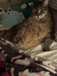 Lost Female Cat last seen Greenbrier Road, near cousler park, York, PA 17404