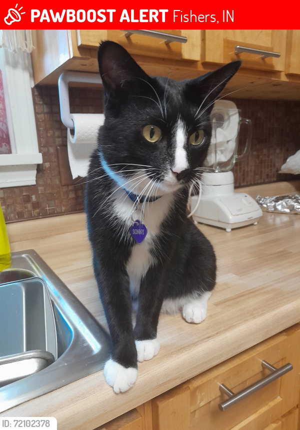 Lost Male Cat last seen Rush court and madden in fishers , Fishers, IN 46038
