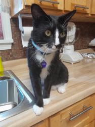 Lost Male Cat last seen Rush court and madden in fishers , Fishers, IN 46038