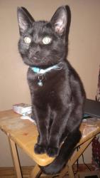 Lost Male Cat last seen 44th ave, Van Buren County, MI 49064