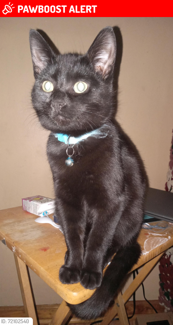 Lost Male Cat last seen 44th ave, Van Buren County, MI 49064