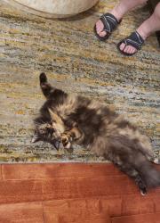 Lost Female Cat last seen 132nd ave se and 260th st kent, Kent, WA 98042