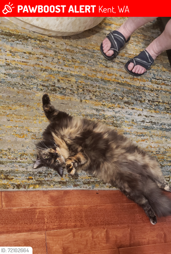 Lost Female Cat last seen 132nd ave se and 260th st kent, Kent, WA 98042