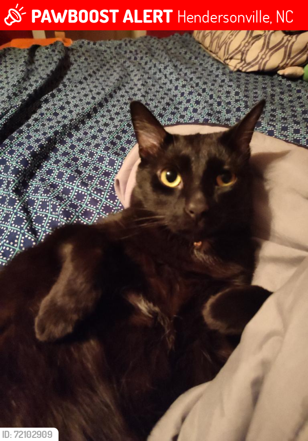 Lost Male Cat last seen Dorne Drive/Kanuga, Hendersonville, NC 28739
