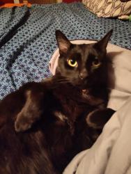 Lost Male Cat last seen Dorne Drive/Kanuga, Hendersonville, NC 28739