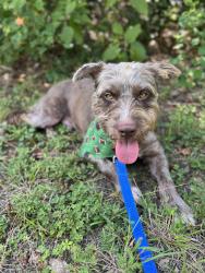 Lost Male Dog last seen Near Cashel Forest Dr, Houston, TX 77069 , Houston, TX 77069