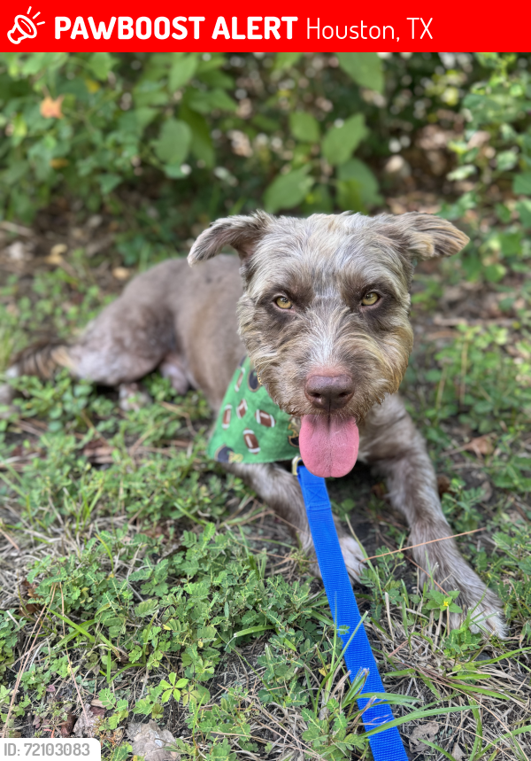 Lost Male Dog last seen Near Cashel Forest Dr, Houston, TX 77069 , Houston, TX 77069