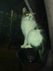 Lost Male Cat last seen Hoyt Anderson Rd , Pickens County, SC 29671