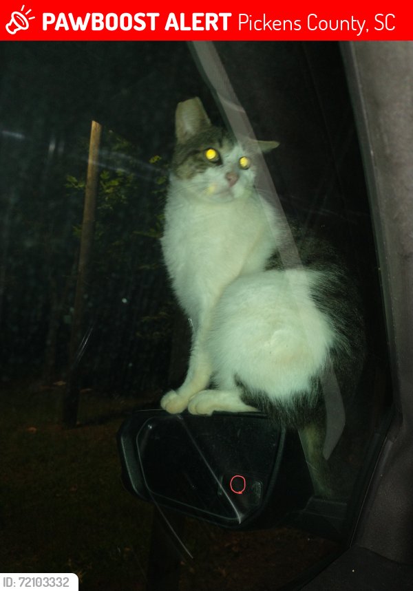 Lost Male Cat last seen Hoyt Anderson Rd , Pickens County, SC 29671