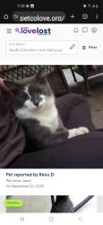 Lost Male Cat last seen west heatherstone lane Roebuck , Roebuck, SC 29376
