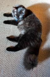 Lost Male Cat last seen 4th St, Baden, PA 15027