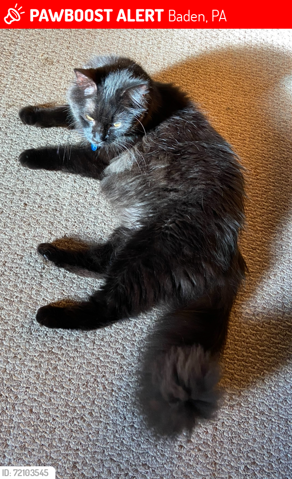 Lost Male Cat last seen 4th St, Baden, PA 15027