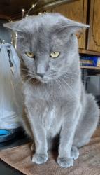 Lost Male Cat last seen In the parking lot of the Do Rock Restaurant and Pub on the corner of 12th & 7th Ave , Council Bluffs, IA 51501