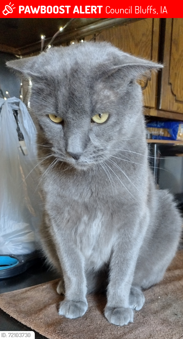 Lost Male Cat last seen In the parking lot of the Do Rock Restaurant and Pub on the corner of 12th & 7th Ave , Council Bluffs, IA 51501