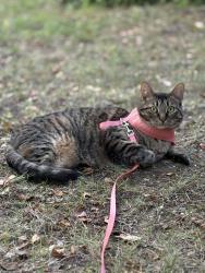 Lost Female Cat last seen Long Ridge Road and Sawmill Rd, Stamford, CT 06903