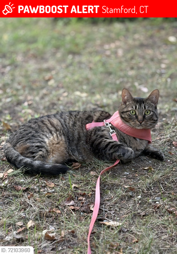 Lost Female Cat last seen Long Ridge Road and Sawmill Rd, Stamford, CT 06903