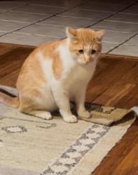 Lost Male Cat last seen Near loma vista ct, Fontana, CA 92337
