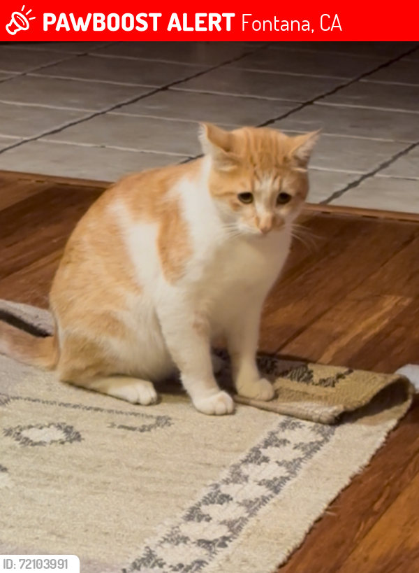 Lost Male Cat last seen Near loma vista ct, Fontana, CA 92337