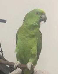 Lost Female Bird last seen York Blvd and Mesa Ave, Los Angeles, CA 90042