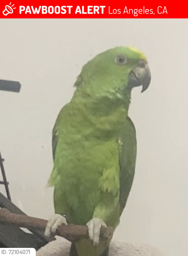 Lost Female Bird last seen York Blvd and Mesa Ave, Los Angeles, CA 90042