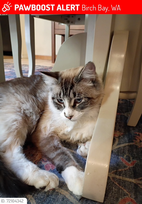 Lost Male Cat last seen Birch Bay, Birch Bay, WA 98230