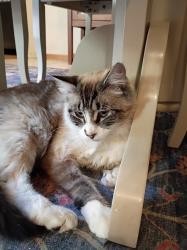 Lost Male Cat last seen Birch Bay, Birch Bay, WA 98230