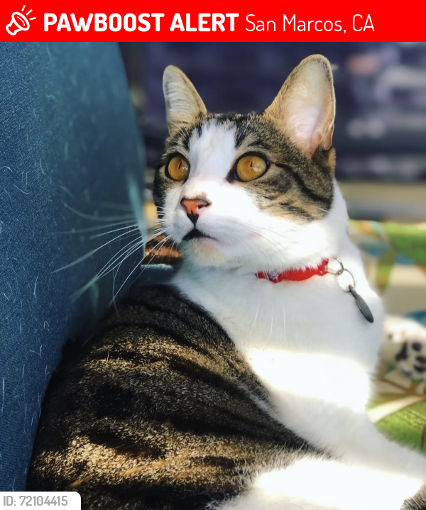 Lost Male Cat last seen Camino Linda Drive / Del Rosa. Between the front 9 and back 9 of the Executive Golf Course., San Marcos, CA 92078