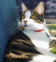 Lost Male Cat last seen Camino Linda Drive / Del Rosa. Between the front 9 and back 9 of the Executive Golf Course., San Marcos, CA 92078