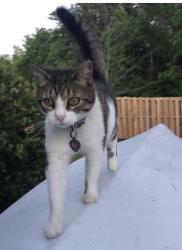 Lost Female Cat last seen Cedar Key Subdivision , Carteret County, NC 28570