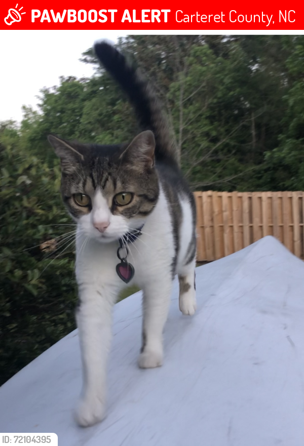 Lost Female Cat last seen Cedar Key Subdivision , Carteret County, NC 28570