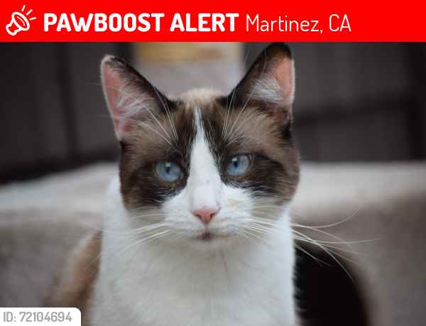 Lost Female Cat last seen Arreba St. & Robinson St. , Martinez, CA 94553