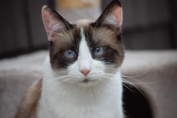 Lost Female Cat last seen Arreba St. & Robinson St. , Martinez, CA 94553