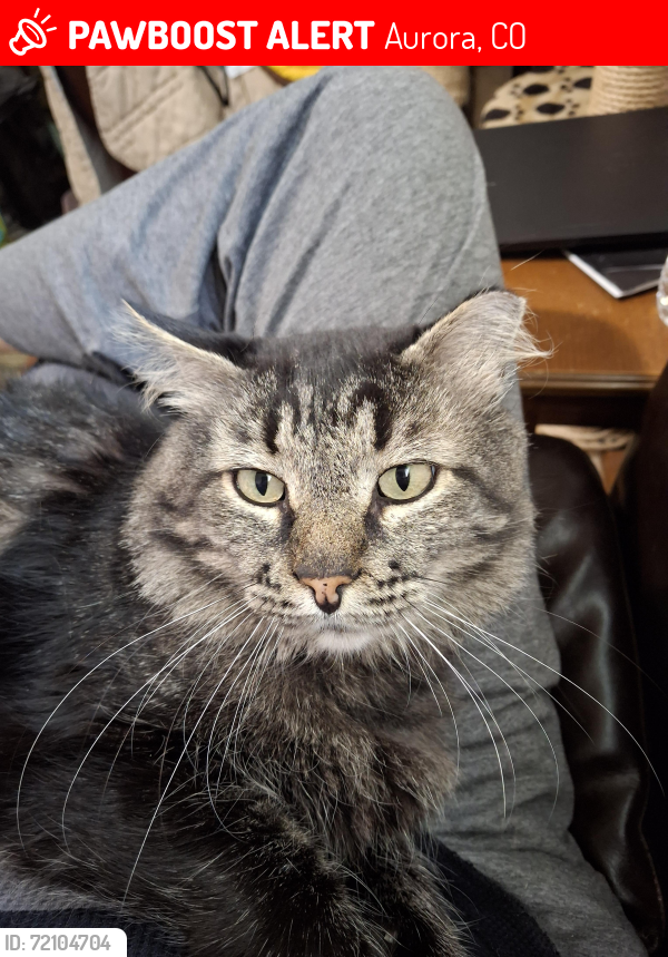Lost Male Cat last seen E 25th Ave, Aurora, 80010, Aurora, CO 80010