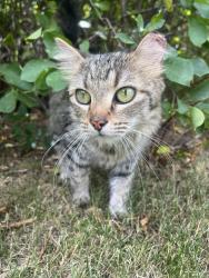 Lost Female Cat last seen Arapahoe and Fairfax , Centennial, CO 80121