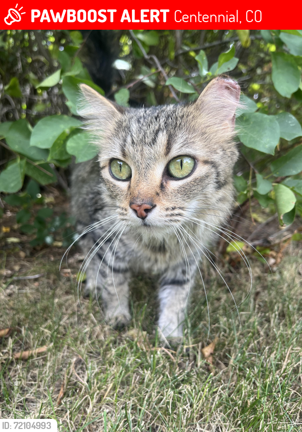 Lost Female Cat last seen Arapahoe and Fairfax , Centennial, CO 80121