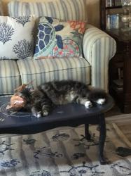 Lost Male Cat last seen 14th Street and Pine Tree, Edgewater , Edgewater, FL 32132