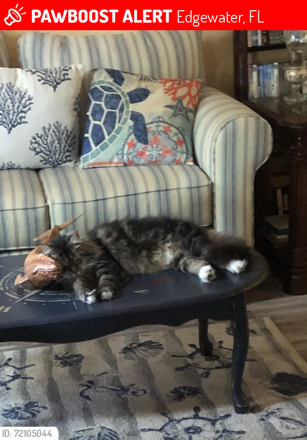 Lost Male Cat last seen 14th Street and Pine Tree, Edgewater , Edgewater, FL 32132