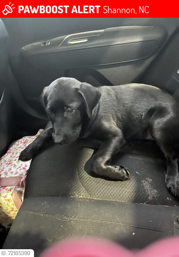Lost Female Dog last seen Shannon rd, Shannon, NC 28386