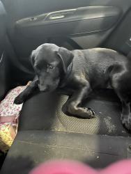 Lost Female Dog last seen Shannon rd, Shannon, NC 28386