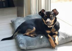 Lost Male Dog last seen Chikita Cafe, San Diego, CA 92113