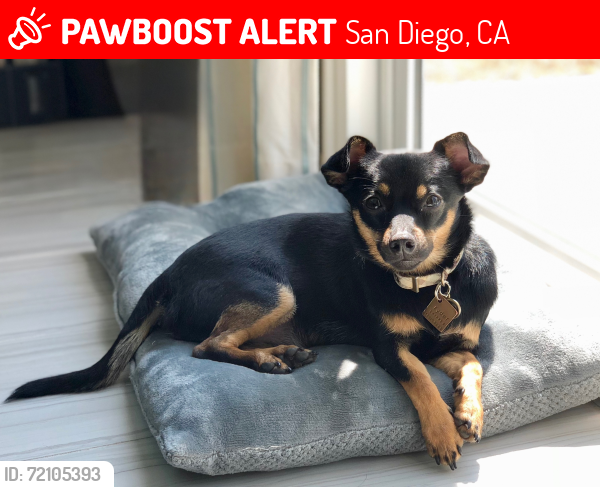 Lost Male Dog last seen Chikita Cafe, San Diego, CA 92113