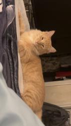 Lost Male Cat last seen Second apmts bottom floor window 850 paint rock road , San Angelo, TX 76905