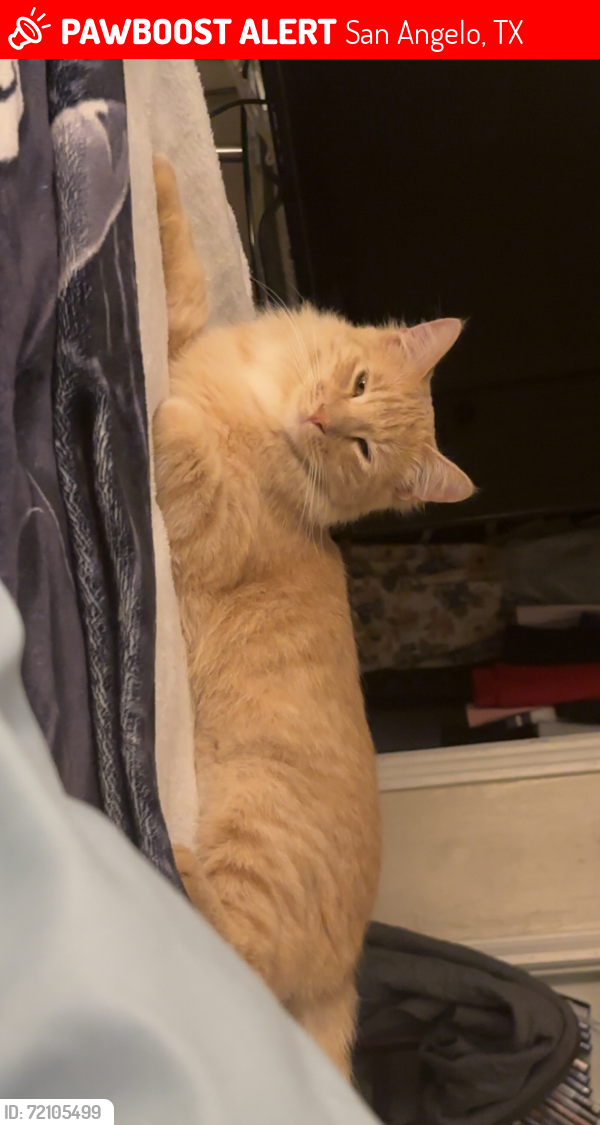 Lost Male Cat last seen Second apmts bottom floor window 850 paint rock road , San Angelo, TX 76905