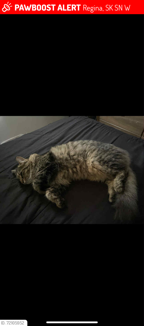 Lost Female Cat last seen Dewdney st, Regina, SK S4N 1W2