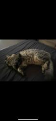 Lost Female Cat last seen Dewdney st, Regina, SK S4N 1W2
