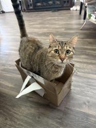 Lost Female Cat last seen Sweetwater Springs Elementary , Spring Valley, CA 91977