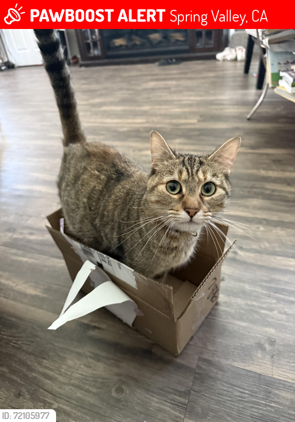 Lost Female Cat last seen Sweetwater Springs Elementary , Spring Valley, CA 91977