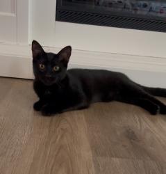 Lost Female Cat last seen Near linden Ave long beach, Long Beach, CA 90807