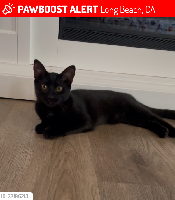 Lost Female Cat last seen Near linden Ave long beach, Long Beach, CA 90807